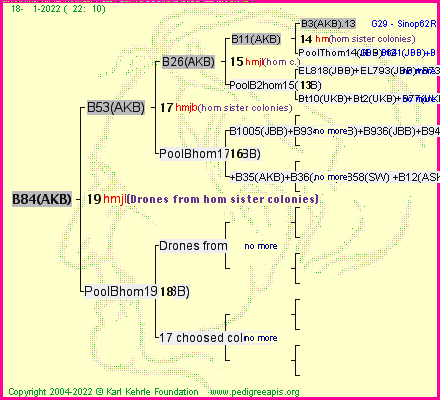 Pedigree of B84(AKB) :
four generations presented
it's temporarily unavailable, sorry!