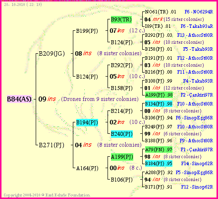 Pedigree of B84(AS) :
four generations presented