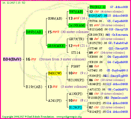 Pedigree of B84(BMV) :
four generations presented