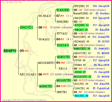 Pedigree of B84(PY) :
four generations presented