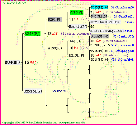 Pedigree of B84(RF) :
four generations presented