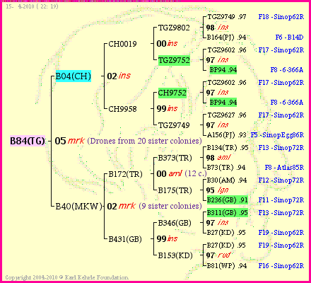 Pedigree of B84(TG) :
four generations presented