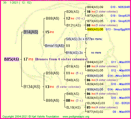 Pedigree of B85(AS) :
four generations presented
it's temporarily unavailable, sorry!