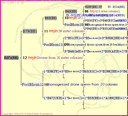 Pedigree of B85(BB) :
four generations presented