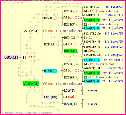 Pedigree of B85(CF) :
four generations presented