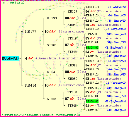 Pedigree of B85(MM) :
four generations presented