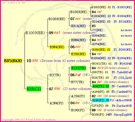 Pedigree of B85(RKR) :
four generations presented