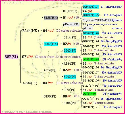 Pedigree of B85(SL) :
four generations presented