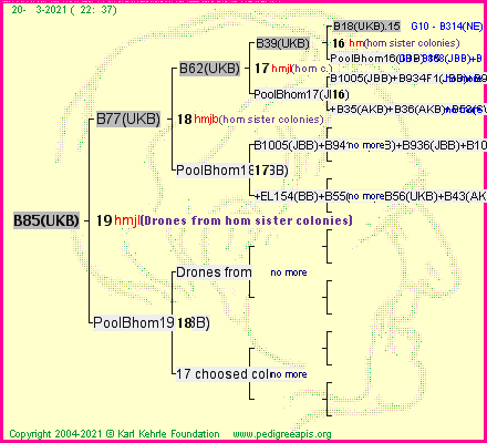 Pedigree of B85(UKB) :
four generations presented
it's temporarily unavailable, sorry!