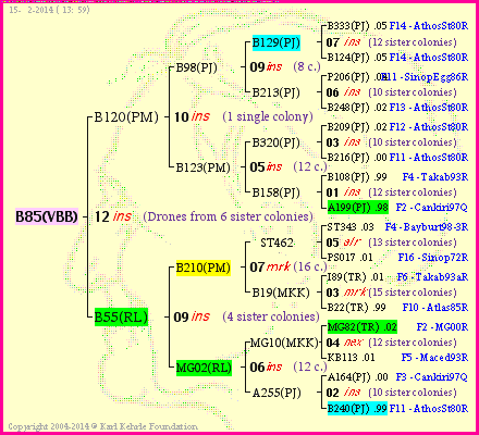 Pedigree of B85(VBB) :
four generations presented