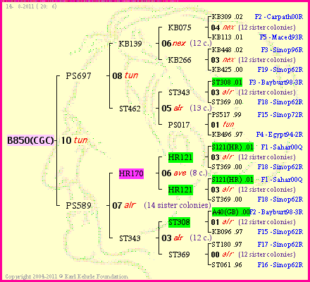 Pedigree of B850(CGC) :
four generations presented