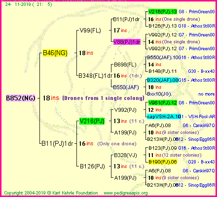 Pedigree of B852(NG) :
four generations presented<br />it's temporarily unavailable, sorry!