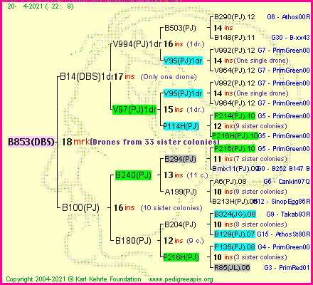 Pedigree of B853(DBS) :
four generations presented
it's temporarily unavailable, sorry!