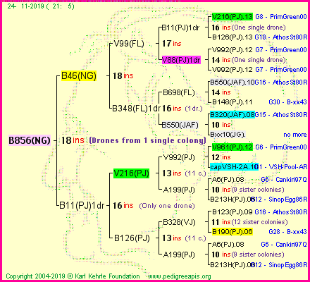 Pedigree of B856(NG) :
four generations presented<br />it's temporarily unavailable, sorry!