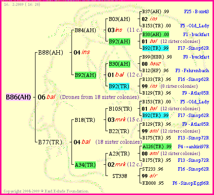 Pedigree of B86(AH) :
four generations presented