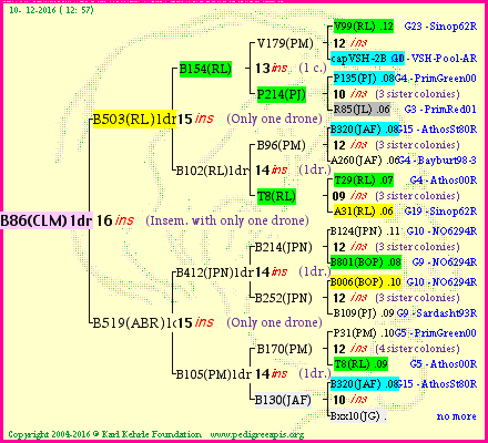 Pedigree of B86(CLM)1dr :
four generations presented