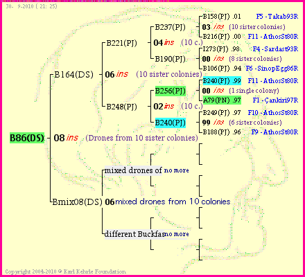 Pedigree of B86(DS) :
four generations presented