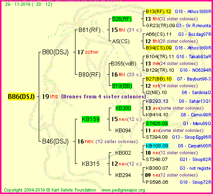 Pedigree of B86(DSJ) :
four generations presented
it's temporarily unavailable, sorry!