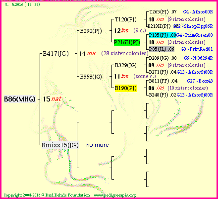 Pedigree of B86(MHG) :
four generations presented<br />it's temporarily unavailable, sorry!