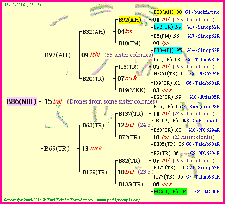 Pedigree of B86(NDE) :
four generations presented