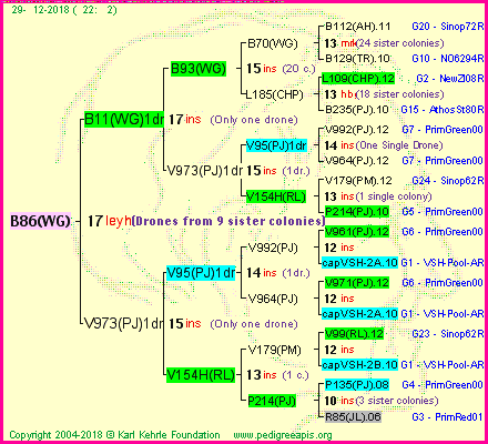 Pedigree of B86(WG) :
four generations presented<br />it's temporarily unavailable, sorry!