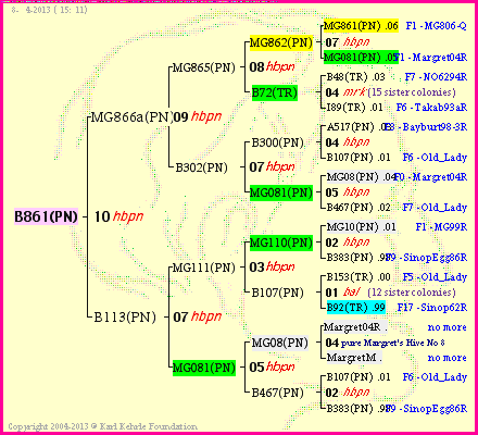 Pedigree of B861(PN) :
four generations presented