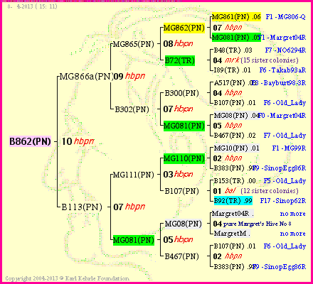 Pedigree of B862(PN) :
four generations presented