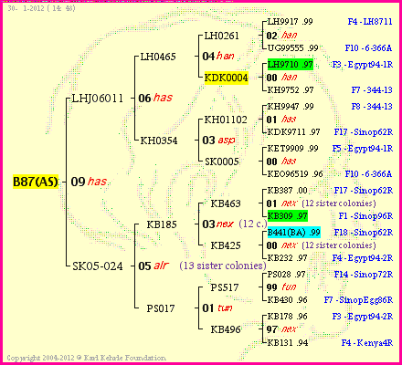 Pedigree of B87(AS) :
four generations presented