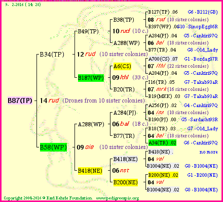 Pedigree of B87(TP) :
four generations presented