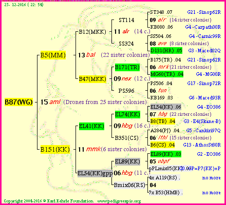 Pedigree of B87(WG) :
four generations presented