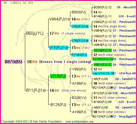 Pedigree of B870(BS) :
four generations presented
it's temporarily unavailable, sorry!