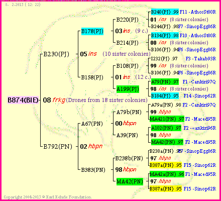 Pedigree of B874(BIE) :
four generations presented