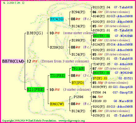 Pedigree of B87H(CLM) :
four generations presented