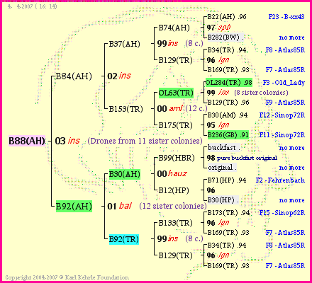 Pedigree of B88(AH) :
four generations presented