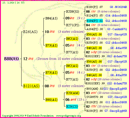 Pedigree of B88(AS) :
four generations presented