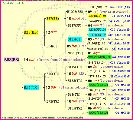 Pedigree of B88(BB) :
four generations presented