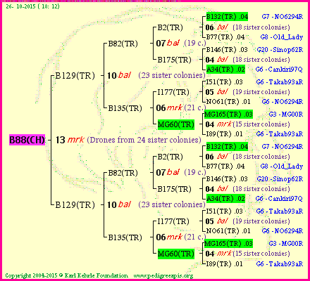 Pedigree of B88(CH) :
four generations presented