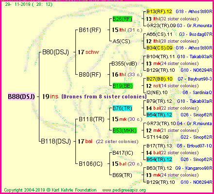 Pedigree of B88(DSJ) :
four generations presented
it's temporarily unavailable, sorry!