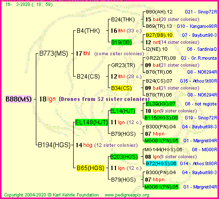 Pedigree of B88(MS) :
four generations presented
it's temporarily unavailable, sorry!