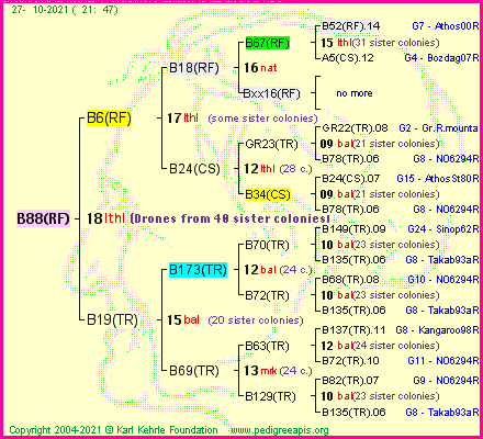 Pedigree of B88(RF) :
four generations presented
it's temporarily unavailable, sorry!