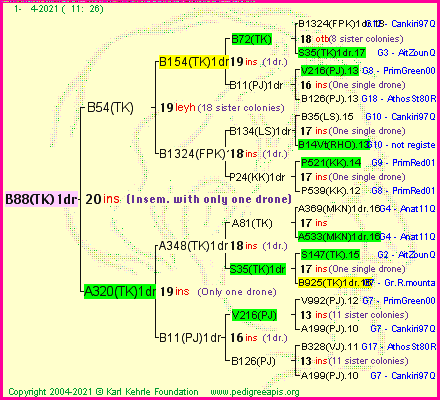 Pedigree of B88(TK)1dr :
four generations presented
it's temporarily unavailable, sorry!