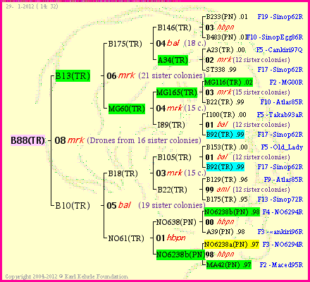 Pedigree of B88(TR) :
four generations presented