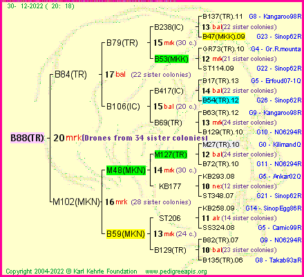 Pedigree of B88(TR) :
four generations presented
it's temporarily unavailable, sorry!