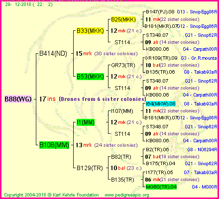 Pedigree of B88(WG) :
four generations presented<br />it's temporarily unavailable, sorry!