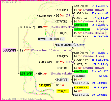 Pedigree of B88(WP) :
four generations presented