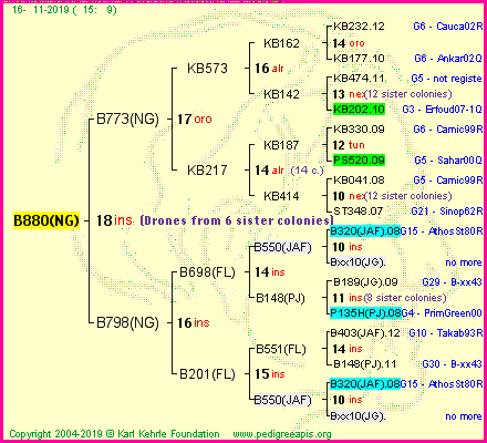 Pedigree of B880(NG) :
four generations presented<br />it's temporarily unavailable, sorry!