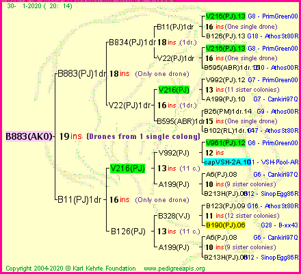 Pedigree of B883(AKO) :
four generations presented
it's temporarily unavailable, sorry!