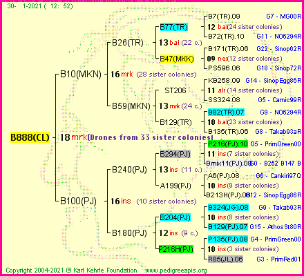 Pedigree of B888(CL) :
four generations presented
it's temporarily unavailable, sorry!