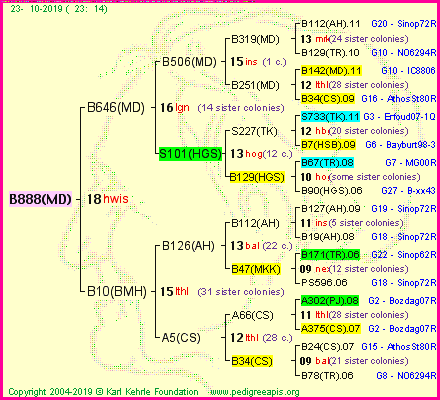 Pedigree of B888(MD) :
four generations presented<br />it's temporarily unavailable, sorry!