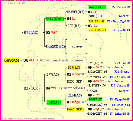 Pedigree of B89(AS) :
four generations presented